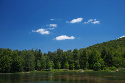 Scenic view of lake against trees in forest