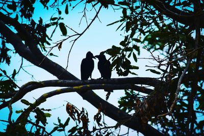 Low angle view of silhouette bird perching on tree against sky