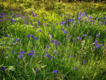 Purple crocus flowers blooming on field