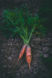 High angle view of vegetables on field