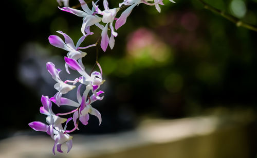 Close-up of purple flowering plant