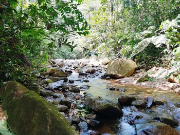 Plants growing on rock in forest