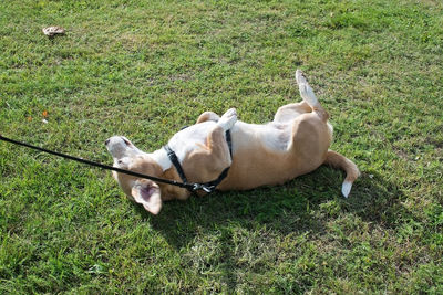 High angle view of dog on field