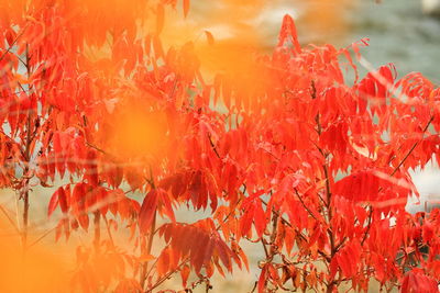 Close-up of red leaves on tree