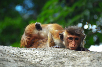 Close-up of monkey outdoors