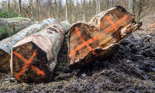 Close-up of logs against trees on landscape