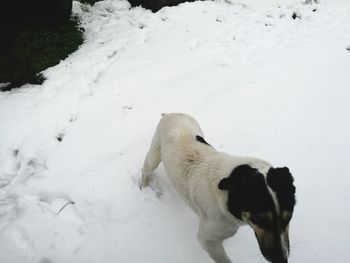 Dog on snow field