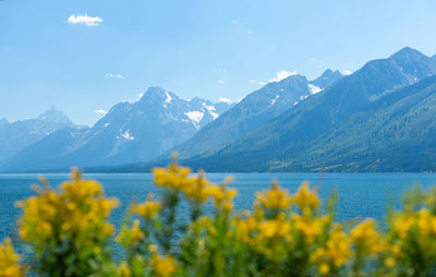 Yellow flowering plants by mountains against sky