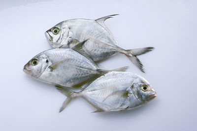 Close-up of pomfret over white background