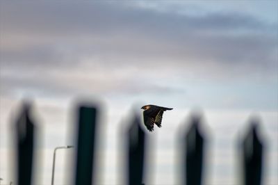 Bird flying in the sky