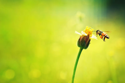 Close-up of bee pollinating on flower