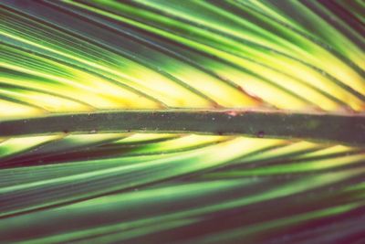 Close-up of water drops on leaf