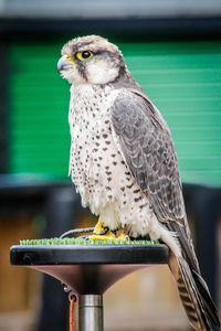 Close-up of owl perching on metal