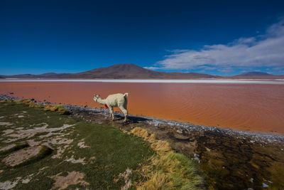 Dog on landscape against sky