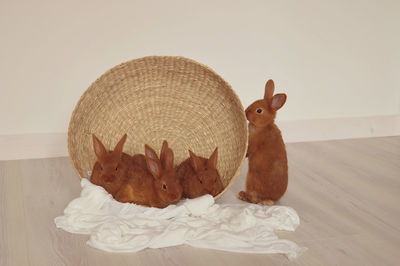 Rabbits on hardwood floor by wall