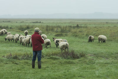 Rear view of man walking on field with sheep