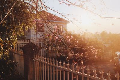 Trees by fence against house