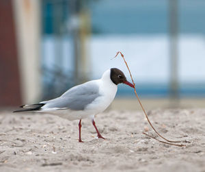 Close-up of seagull perching on a land