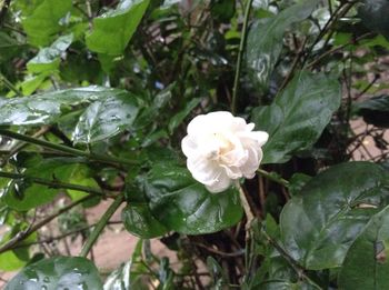 Close-up of white flower blooming outdoors