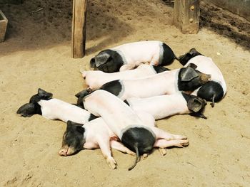 High angle view of puppy sleeping
