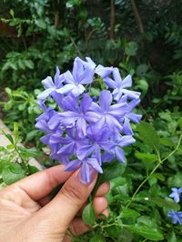 Close-up of hand holding purple flower