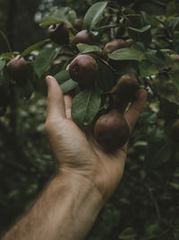 Close-up of hand holding fruit