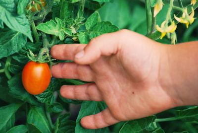 Close-up of hand holding orange