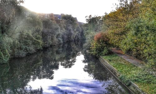 Reflection of trees in water