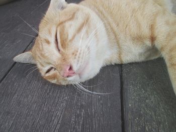 Close-up of cat relaxing on floor