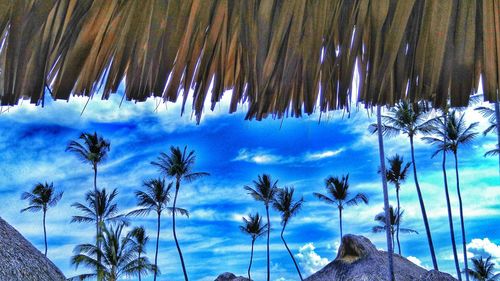 Low angle view of trees against blue sky