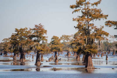 Trees in swamp lake against clear sky 