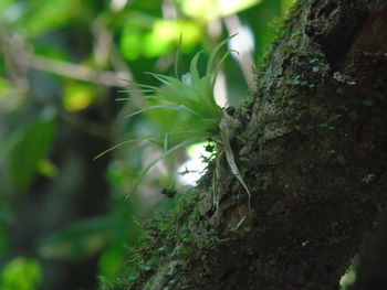 Close-up of plant growing in forest