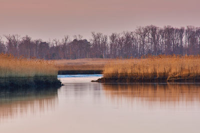 Scenic view of lake in forest against sky