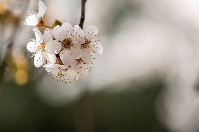 Close-up of white cherry blossom tree