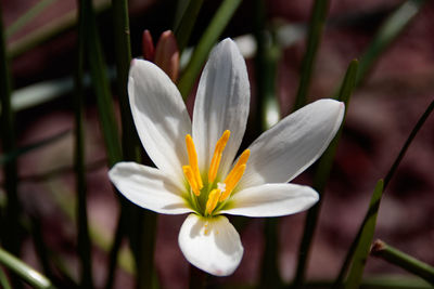 Close-up of white crocus flower