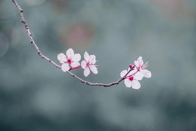 Close-up of white flowering plant