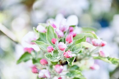 Close-up of pink flowering plant