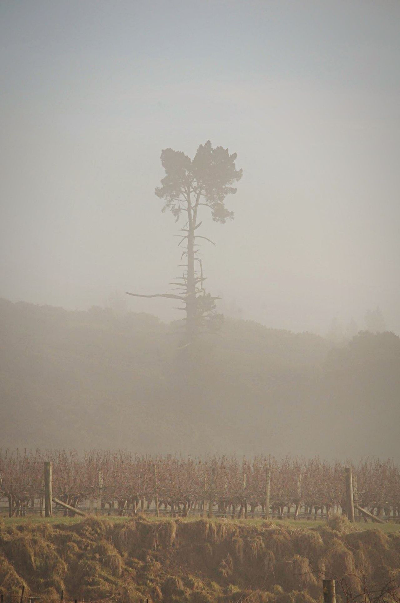 Tree in the mist