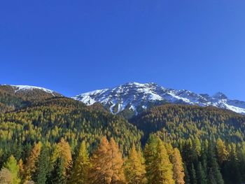 View of trees on mountain against blue sky