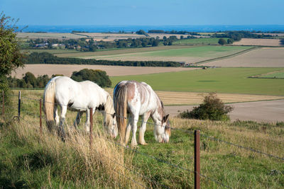 Horses grazing in a field