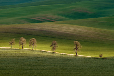 Scenic view of grassy field