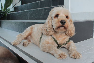 Portrait of dog sitting on floor