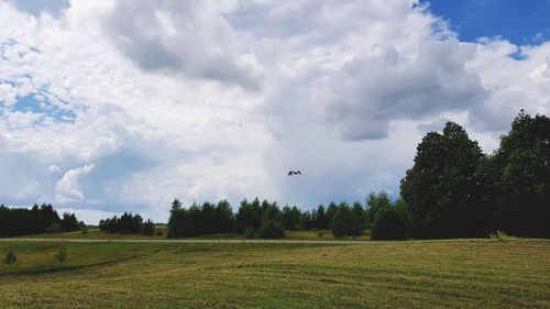 Scenic view of field against sky