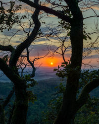 Silhouette tree against sky during sunset