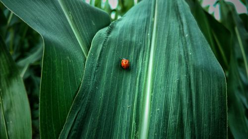 Close-up of ladybug on leaf