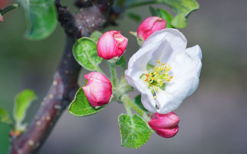 Close-up of pink flowers