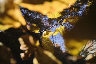 Close-up of dry leaves on branch