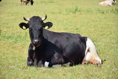 Cows in a field