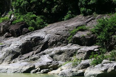 Rocks in forest