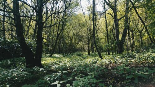 Trees in forest